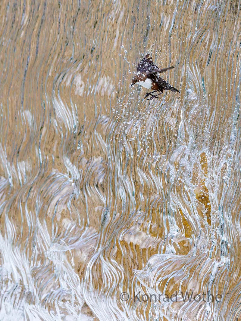 GDT Naturfotograf des Jahres Siegerbild Wasseramsel fliegt durch Wasserfall.jpg